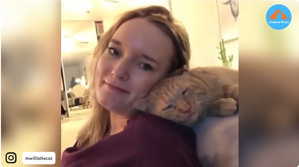 No one wanted this old shelter cat