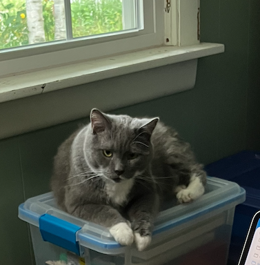Our Cosmo the elderly cat
