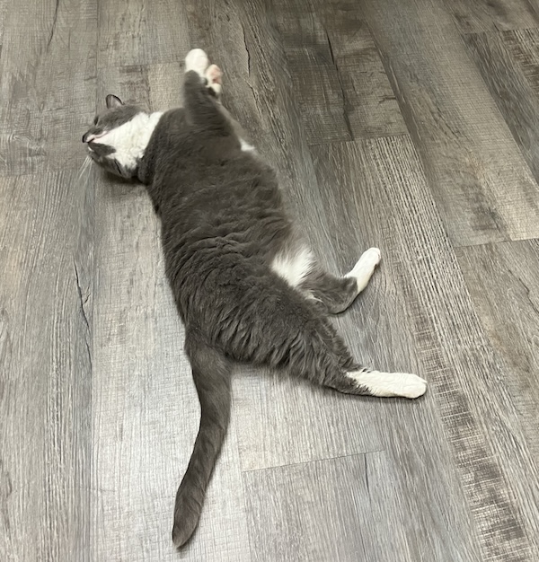 Cosmo just relaxing until the vet arrives