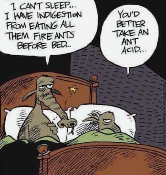 Cartoon about an anteater with idigestion