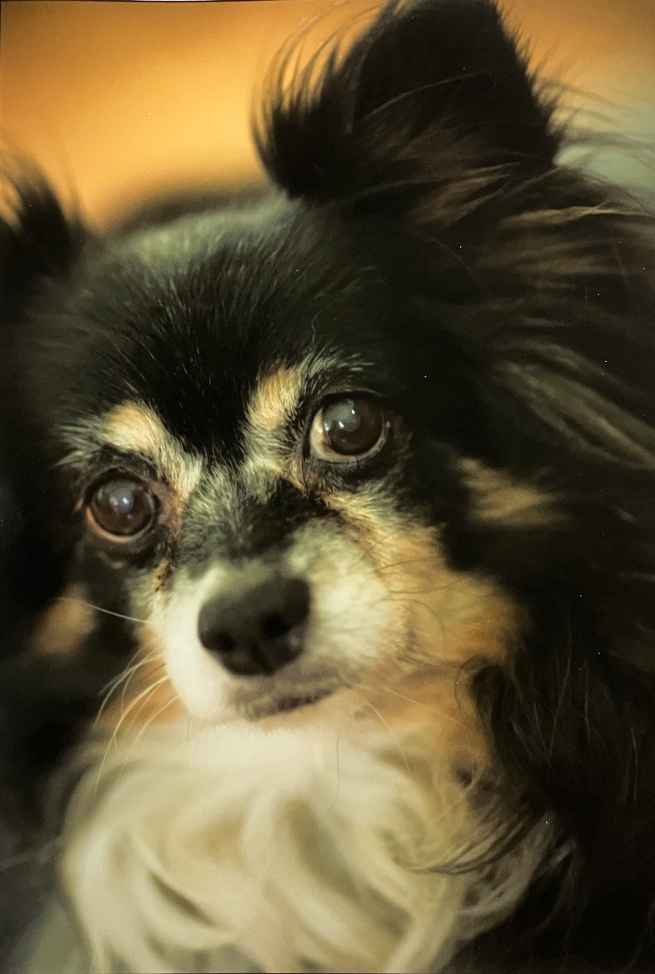 Dippy, our dog still remembered