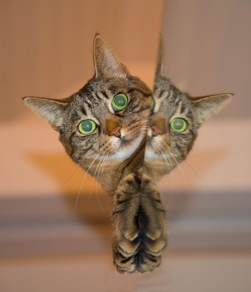 cat reflection
