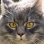 Today I Learned logo